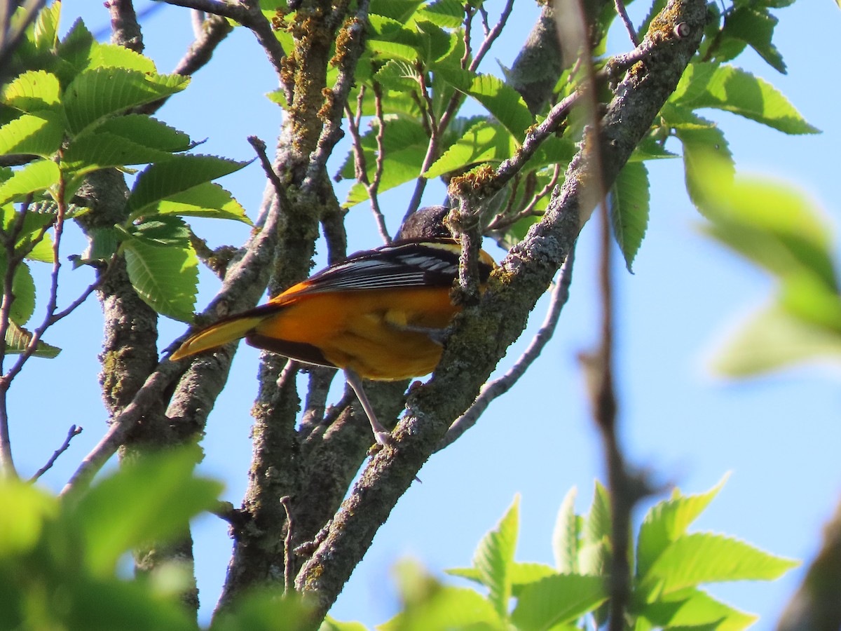 Baltimore Oriole - ML638951141