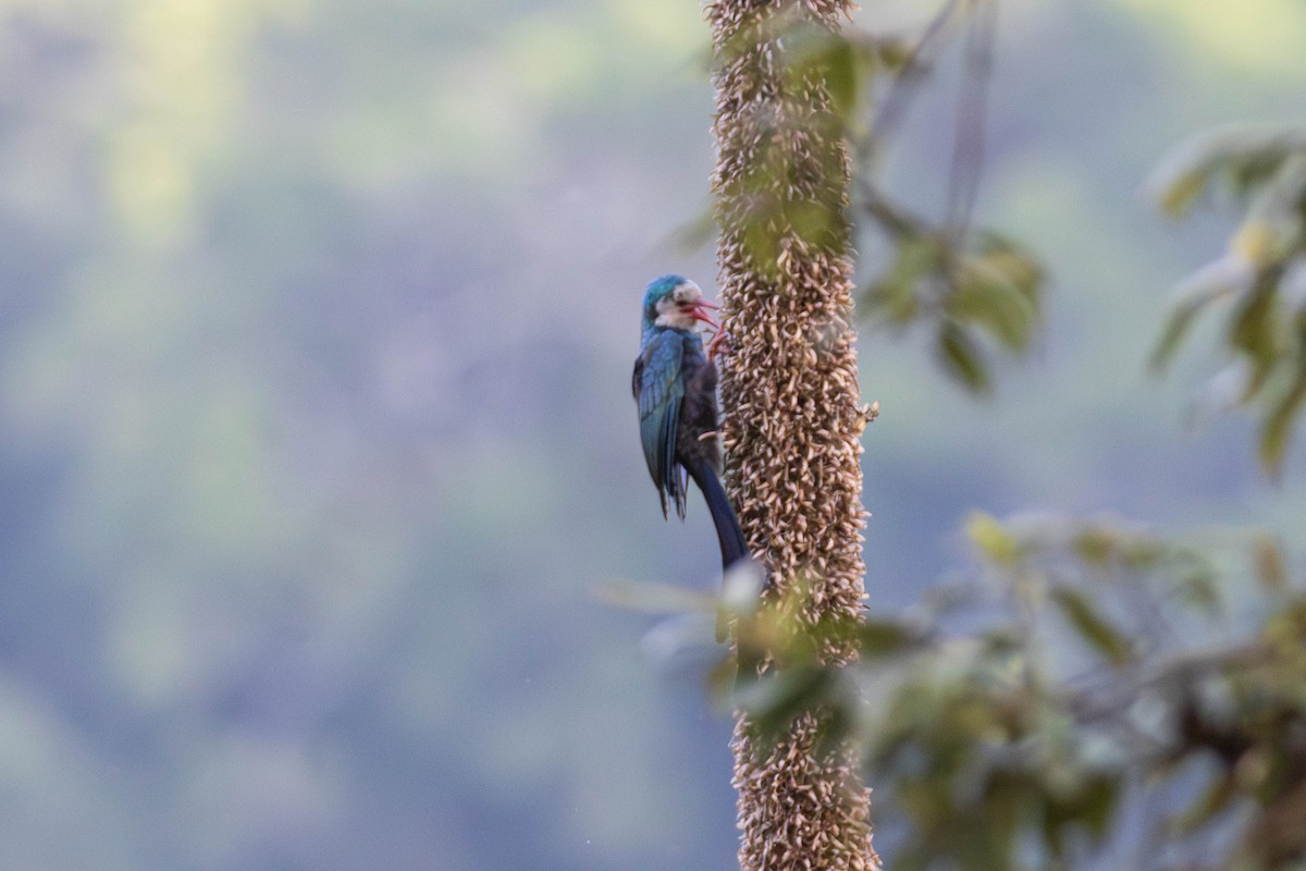White-headed Woodhoopoe - ML638951145