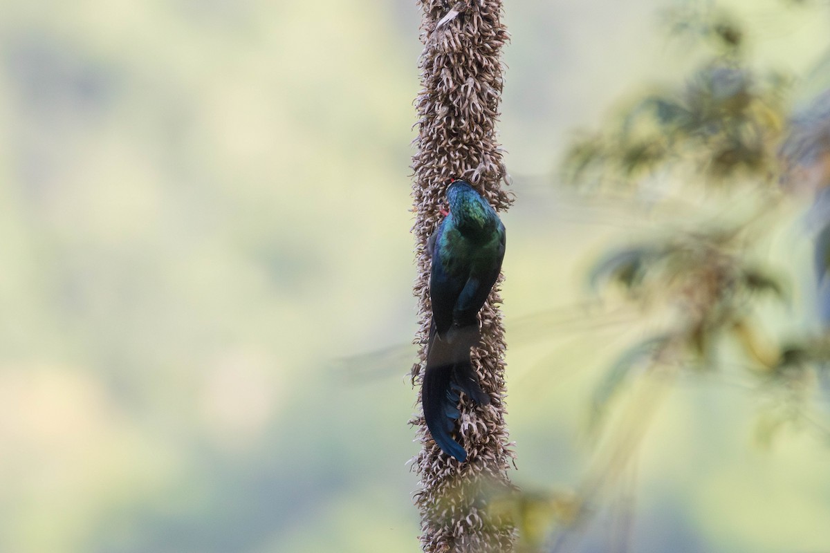 White-headed Woodhoopoe - ML638951151