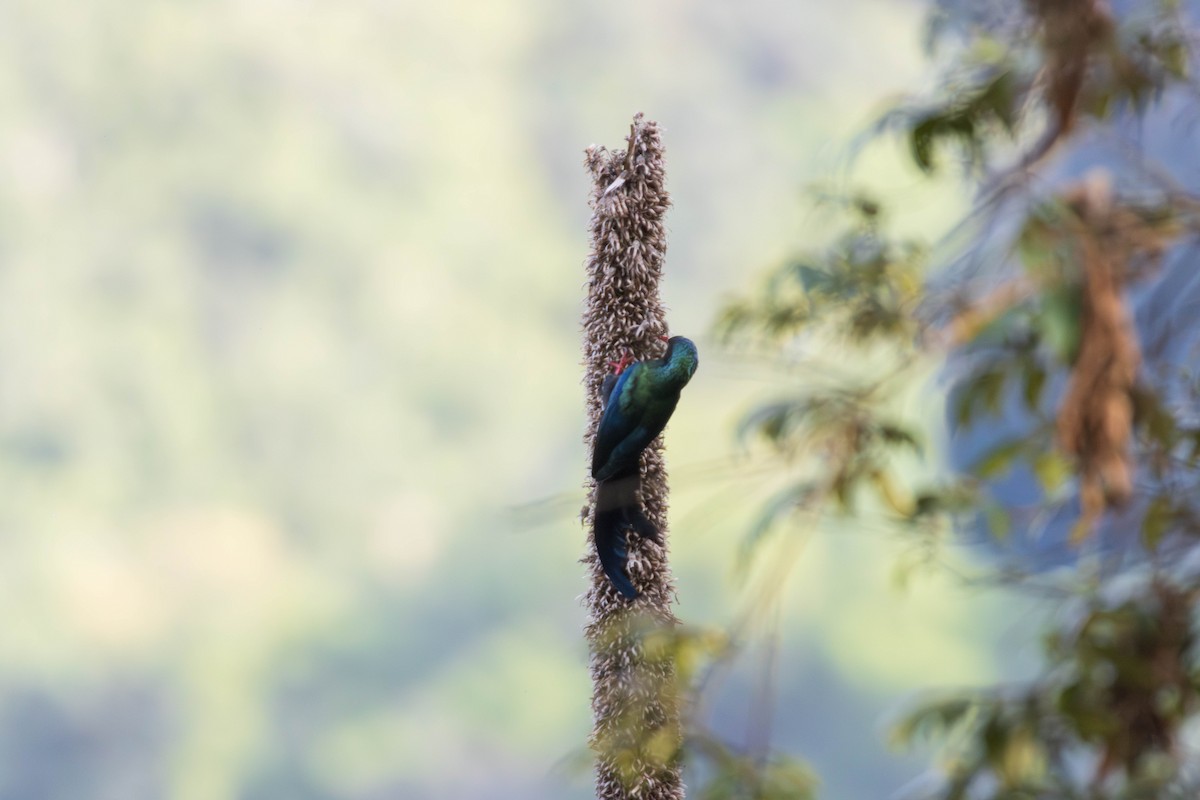 White-headed Woodhoopoe - ML638951157