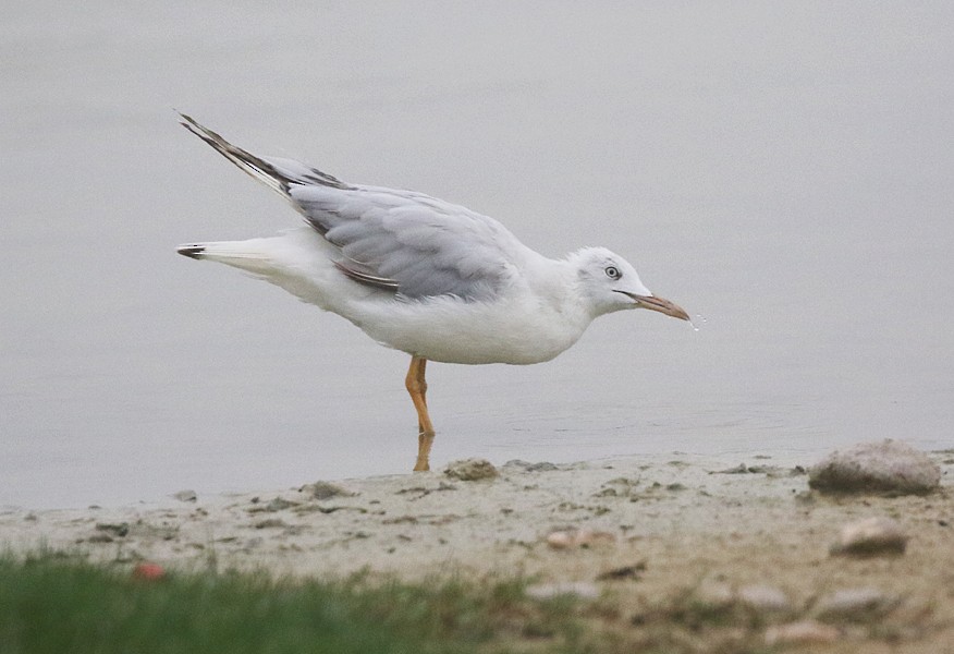 Slender-billed Gull - ML638951171