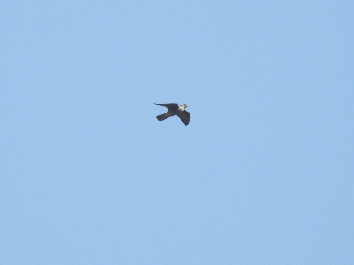 Peregrine Falcon (Eurasian) - ML638951172
