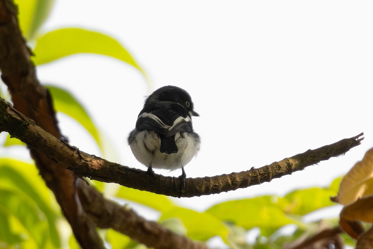 Chinspot Batis - ML638951174
