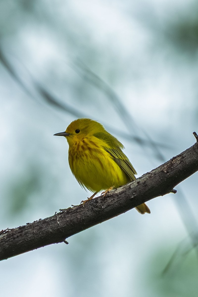 Yellow Warbler - ML638951177