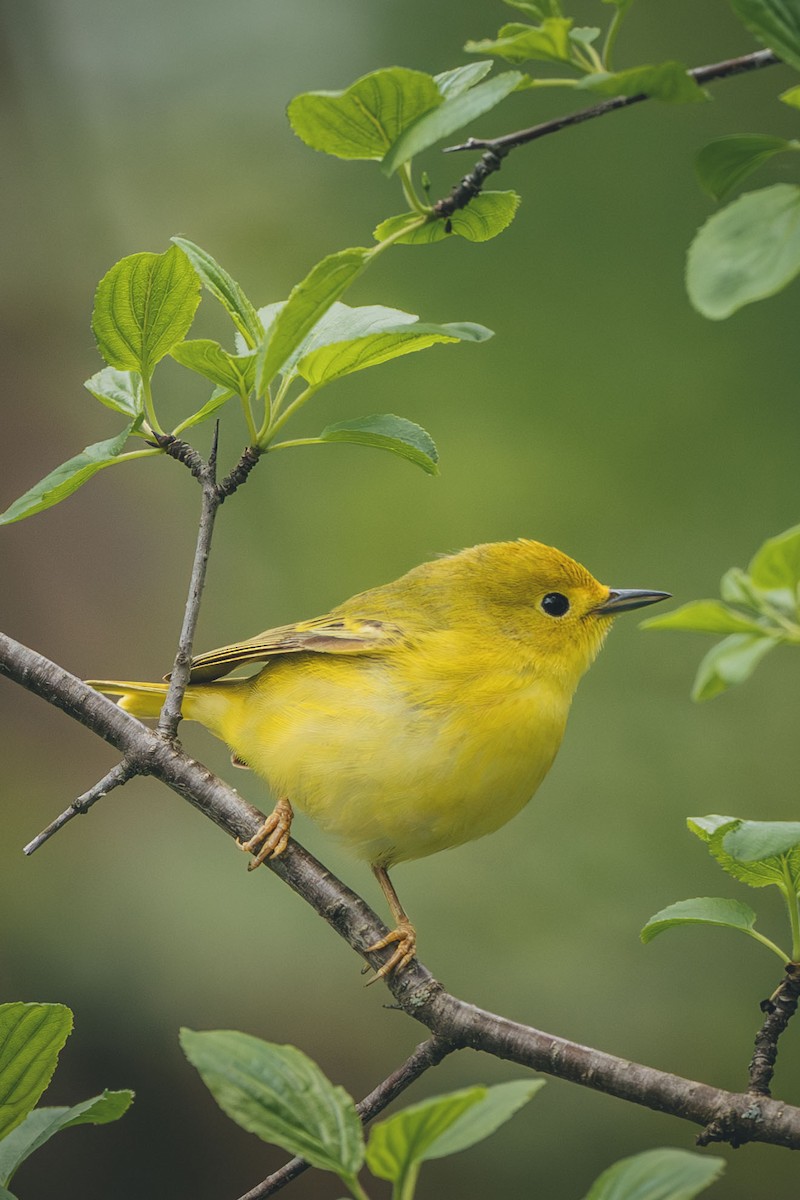 Yellow Warbler - ML638951178