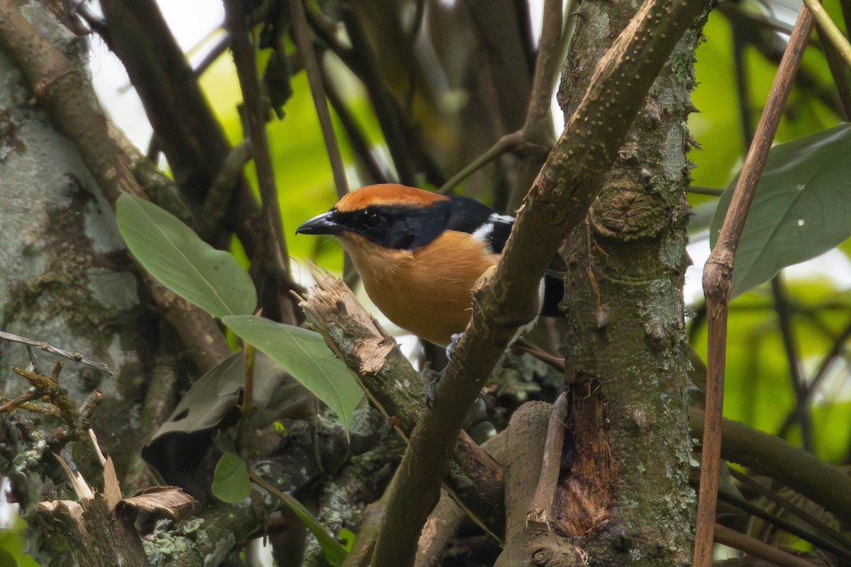 Lühder's Bushshrike - ML638951187