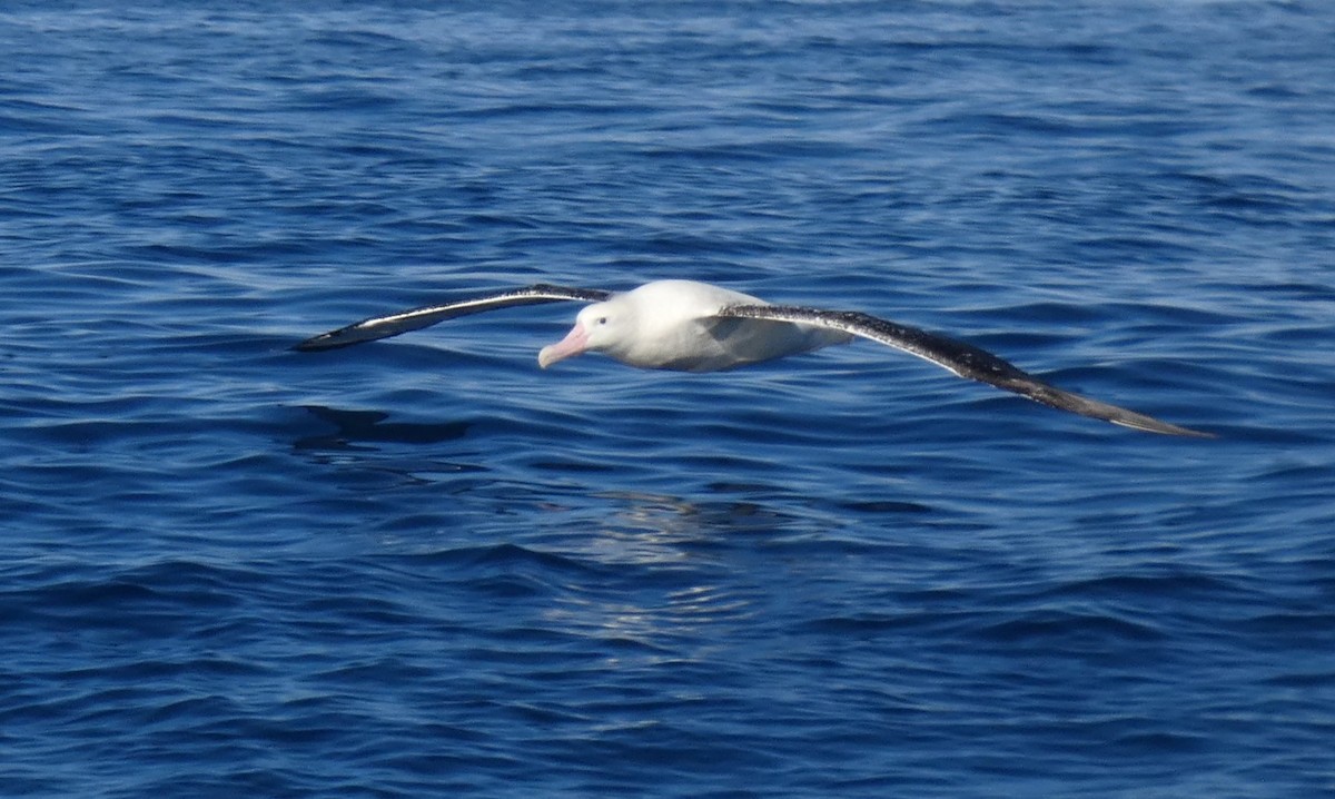 Antipodean Albatross (Gibson's) - ML638951189