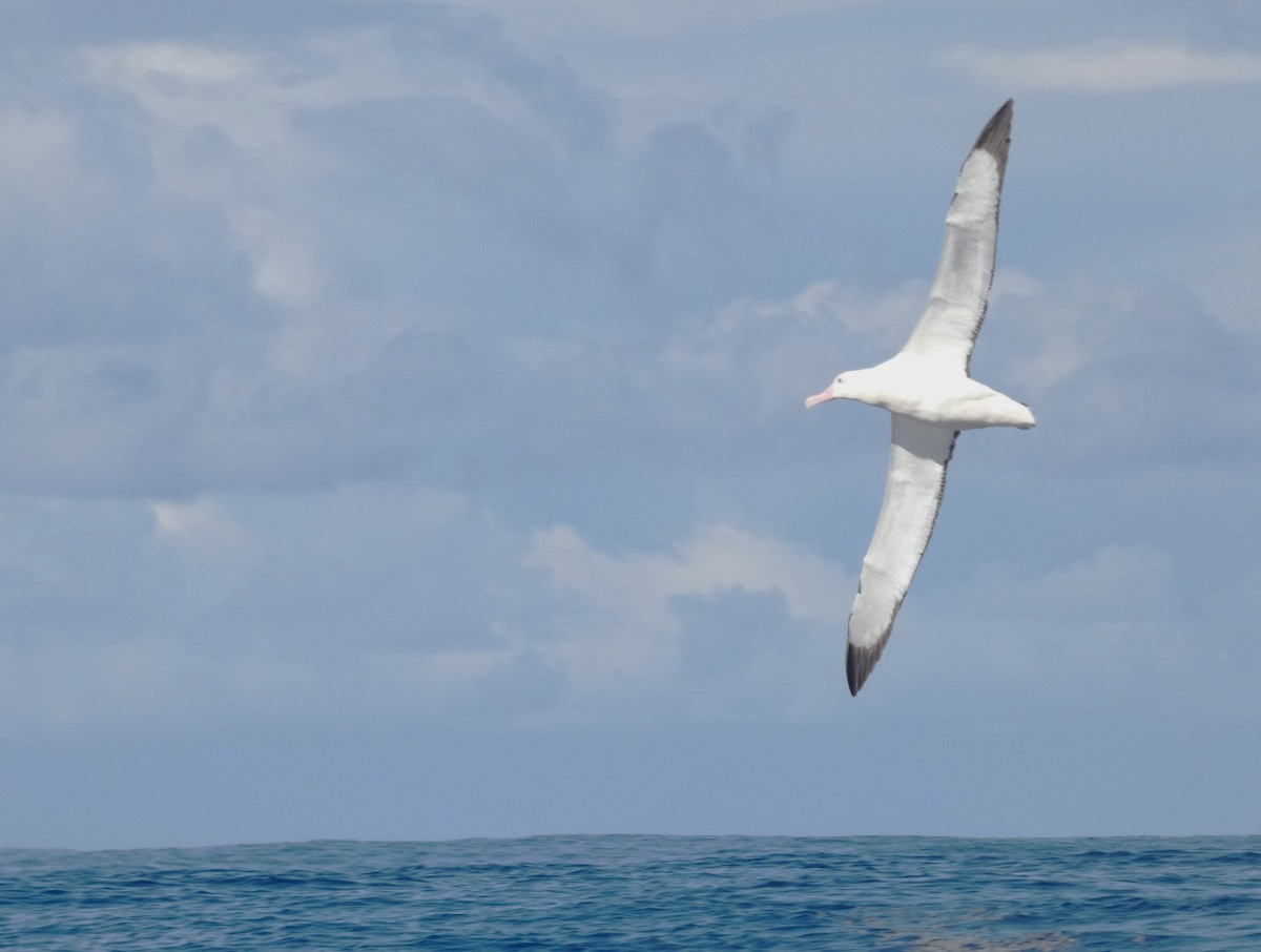 Antipodean Albatross (Gibson's) - ML638951190