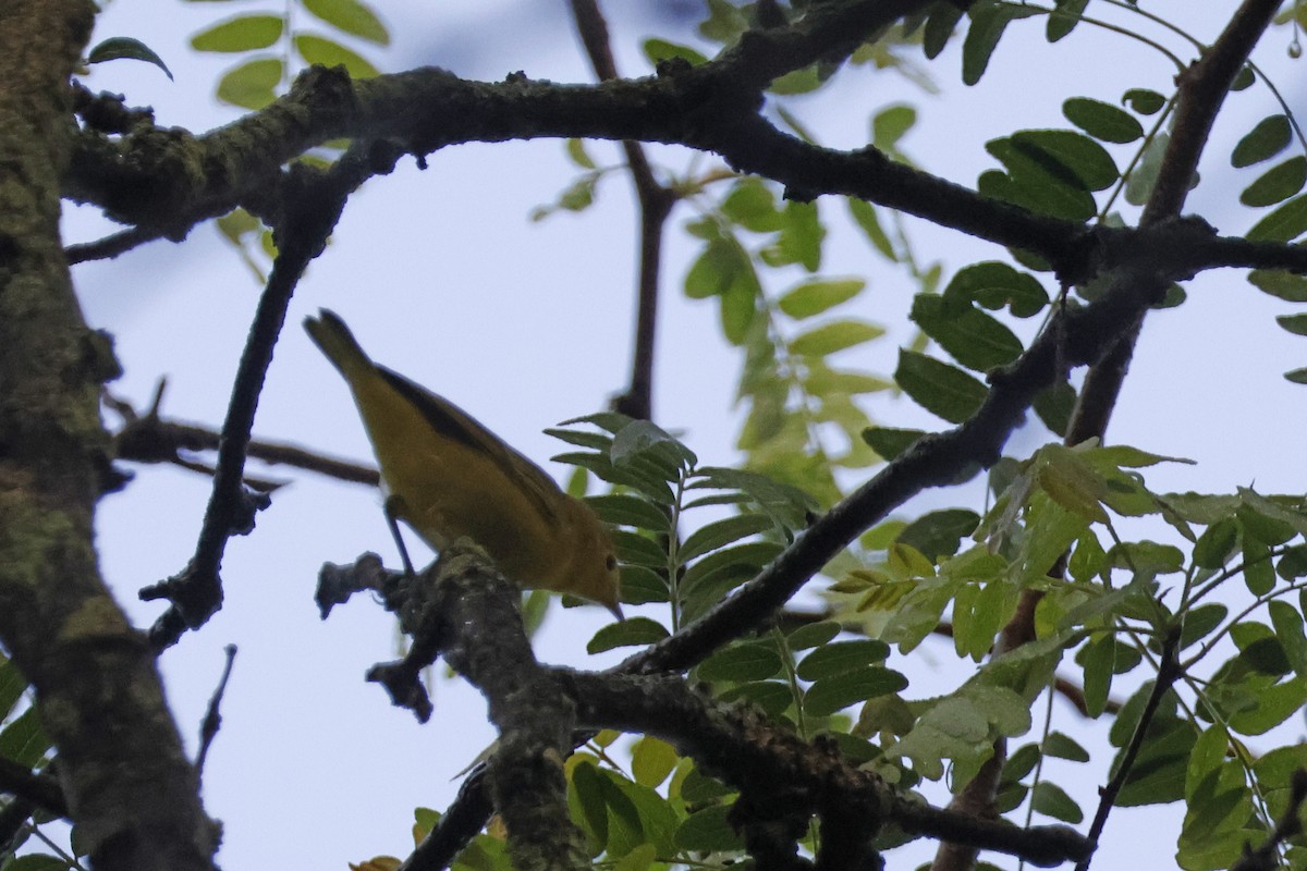 Yellow Warbler (Northern) - ML638951204