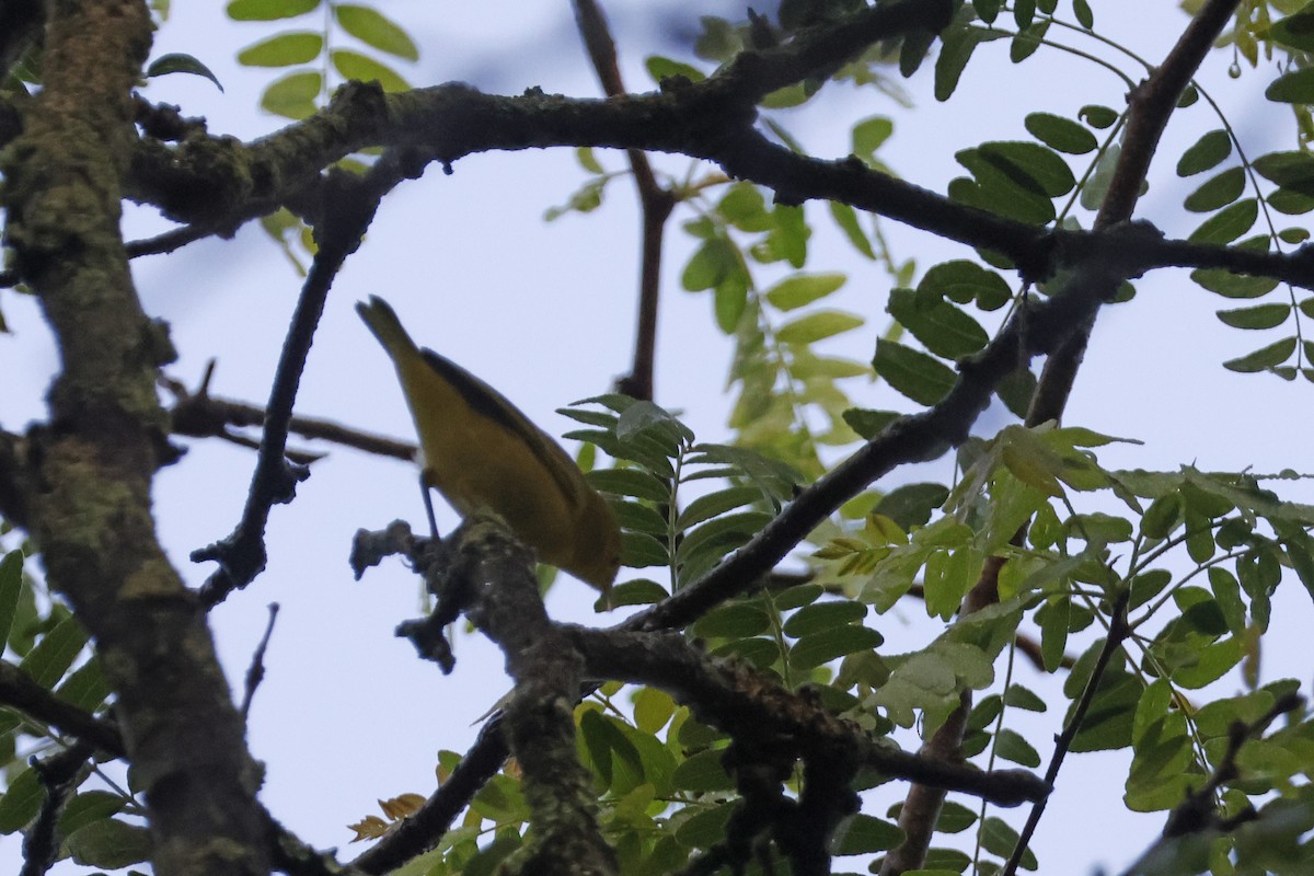 Yellow Warbler (Northern) - ML638951205
