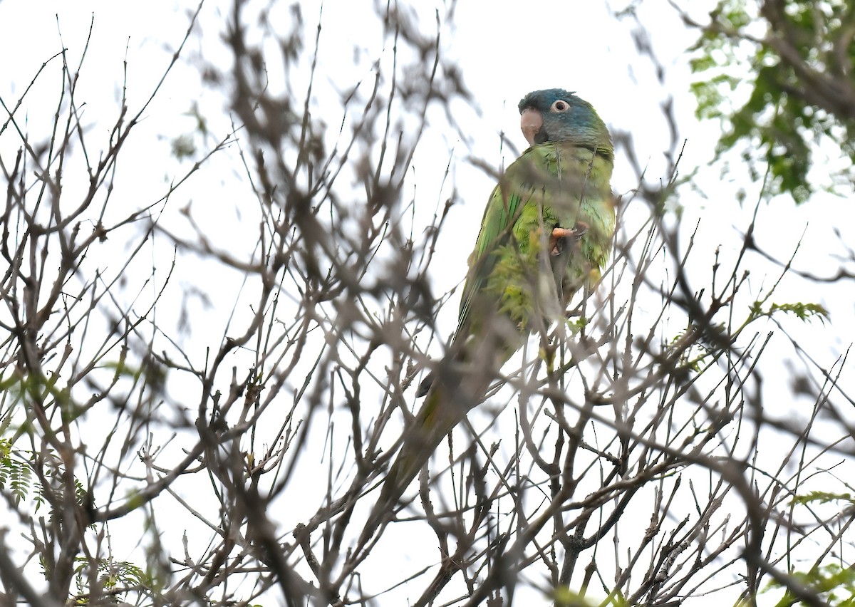 Aratinga buru-urdina - ML638951213