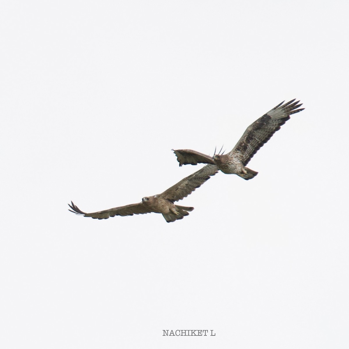 Bonelli's Eagle - ML638951214