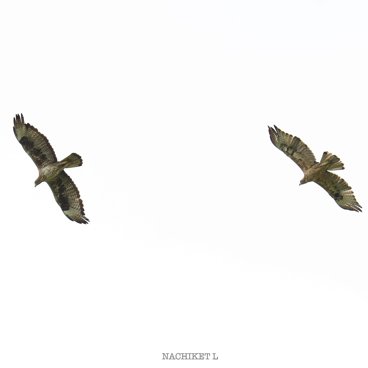 Bonelli's Eagle - ML638951215