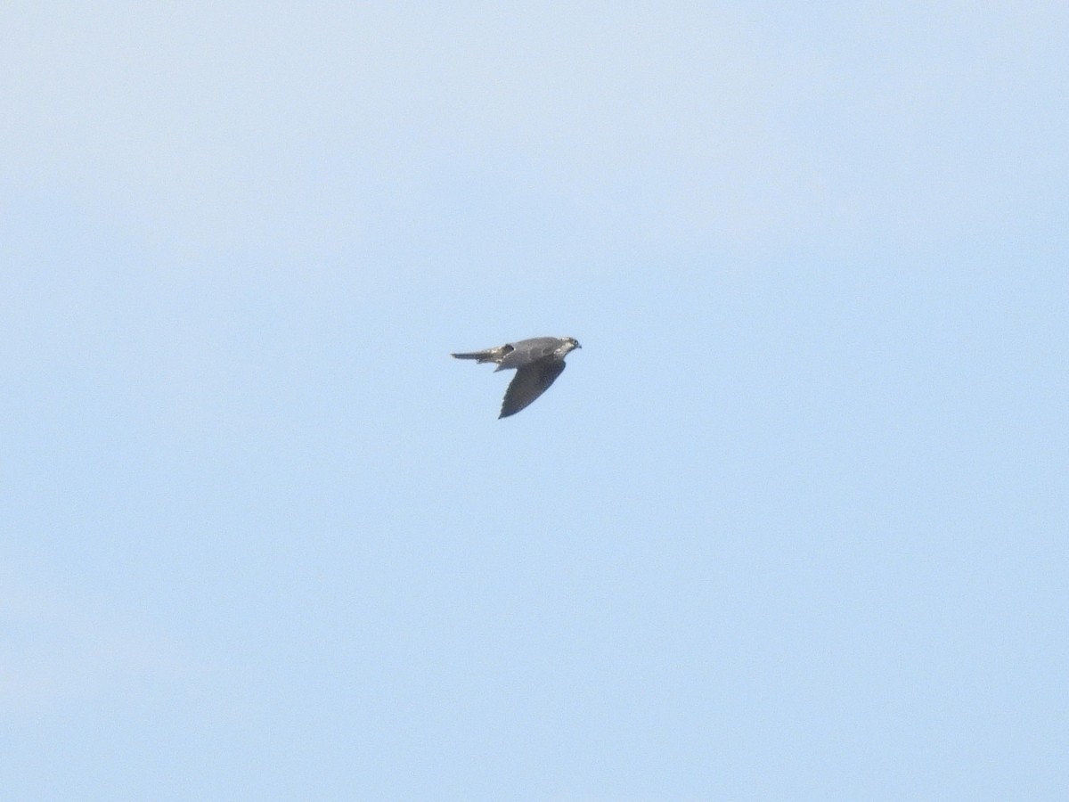 Peregrine Falcon (Eurasian) - ML638951219