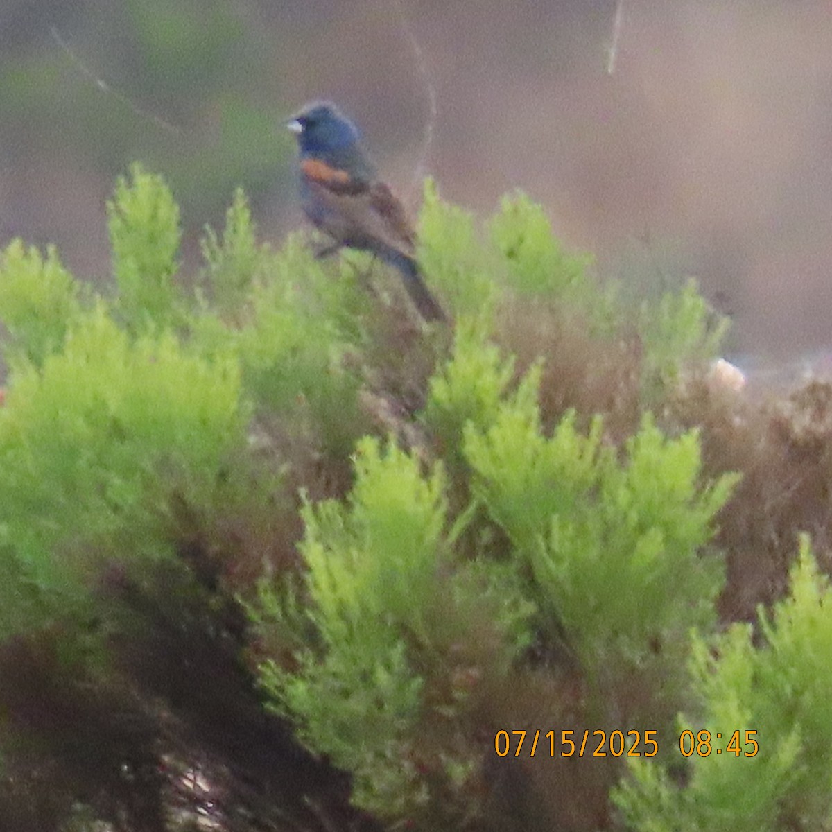 Blue Grosbeak - ML638951225