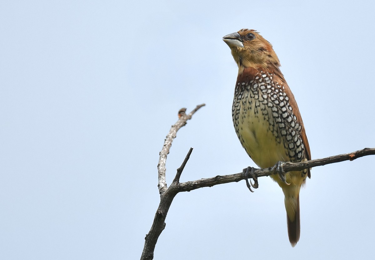 Scaly-breasted Munia - ML638951236