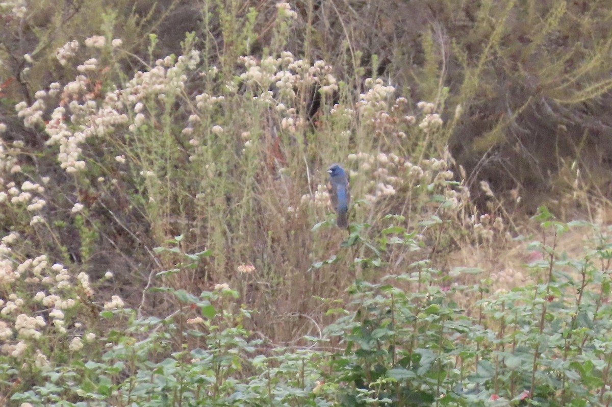 Blue Grosbeak - ML638951238