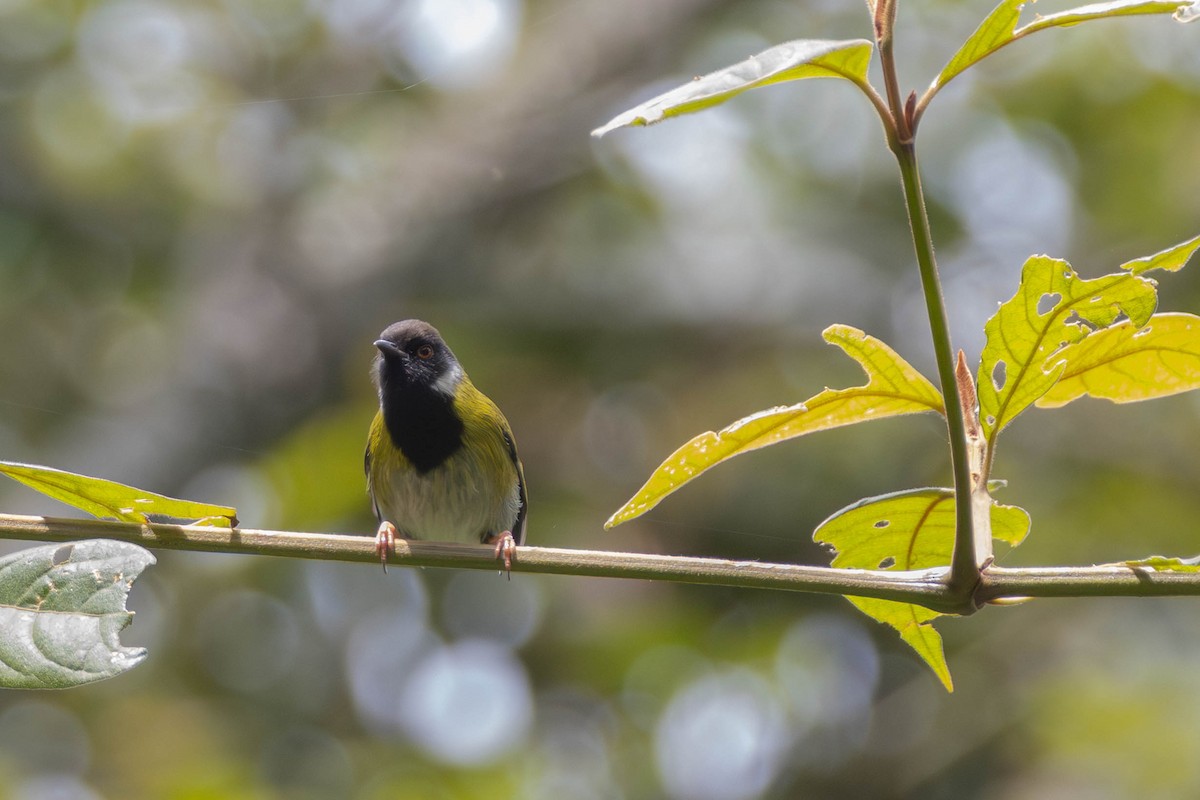 Black-faced Apalis - ML638951244