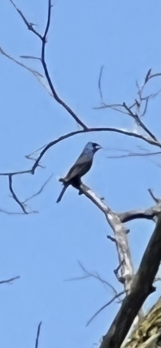 Blue Grosbeak - ML638951253