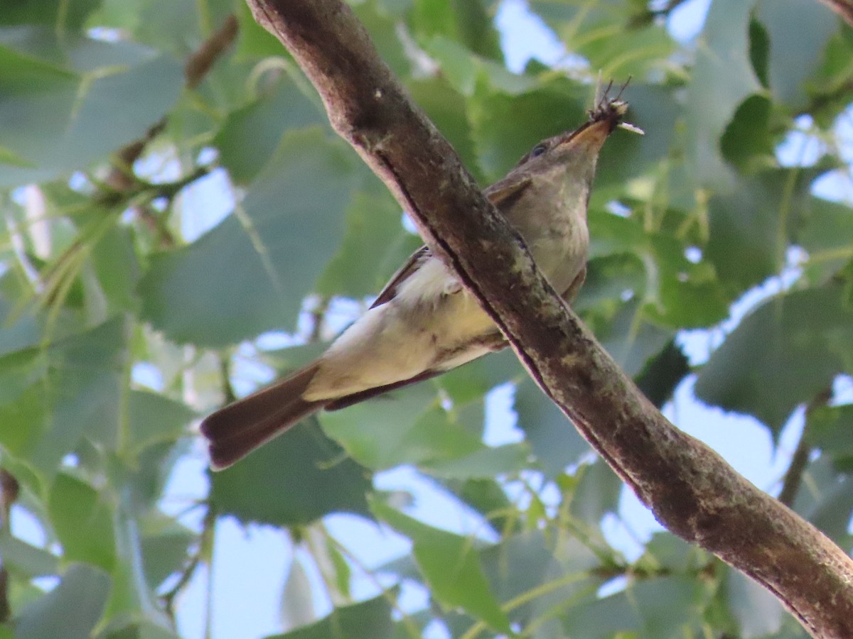 Eastern Wood-Pewee - ML638951255