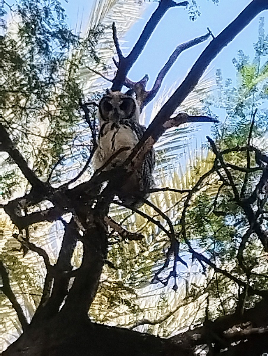Çizgili Kulaklı Baykuş - ML638951260
