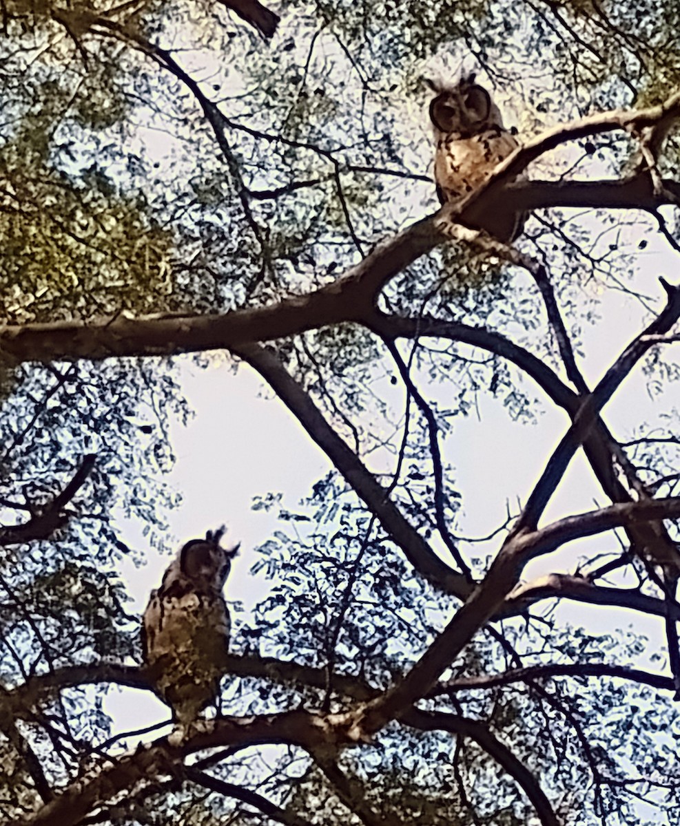 Çizgili Kulaklı Baykuş - ML638951261