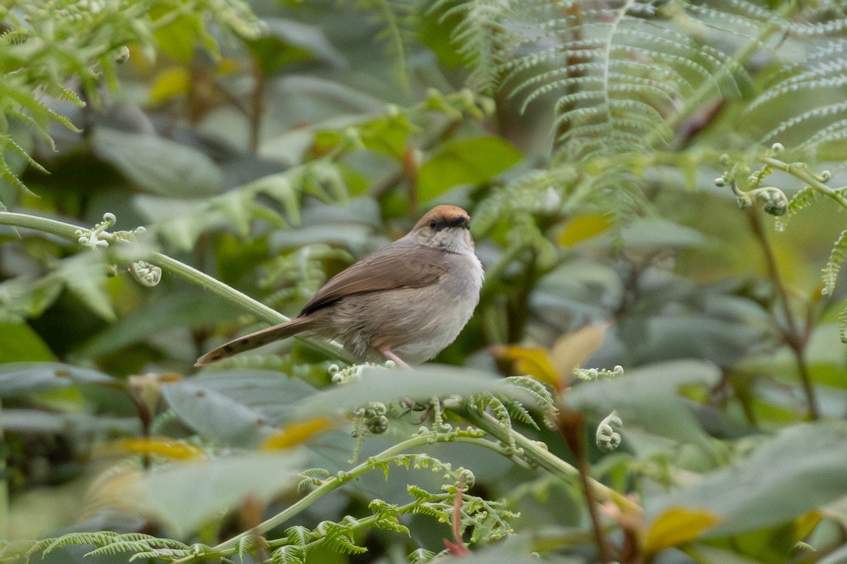 Chubb's Cisticola - ML638951266