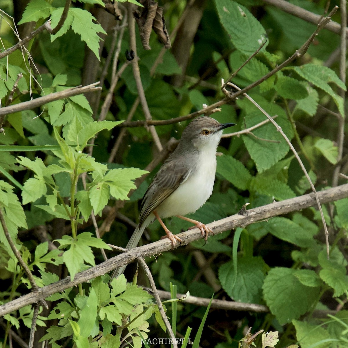 Plain Prinia - ML638951268