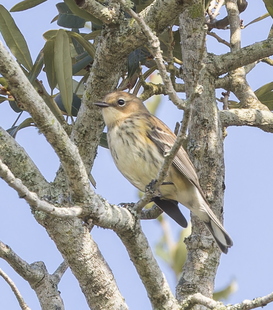 Yellow-rumped Warbler - ML638951270