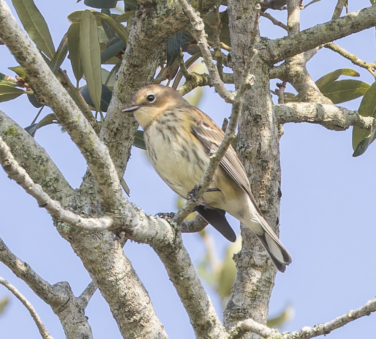 Yellow-rumped Warbler - ML638951271