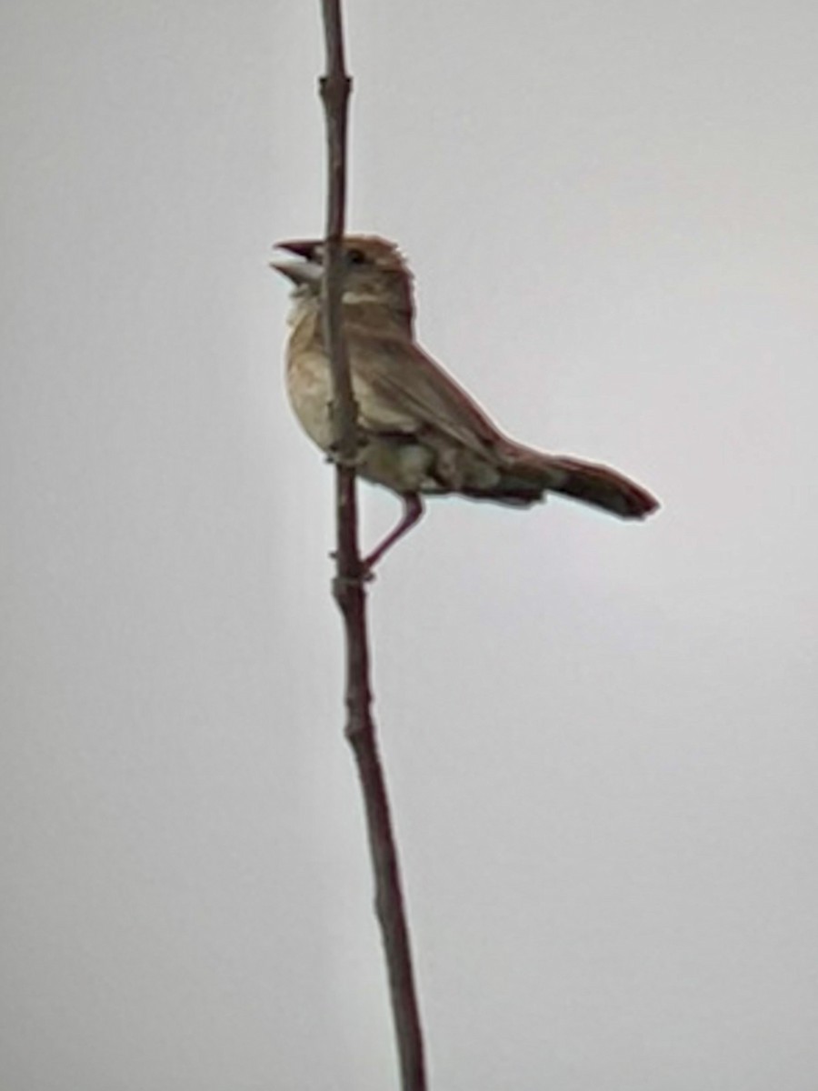 Blue Grosbeak - ML638951274