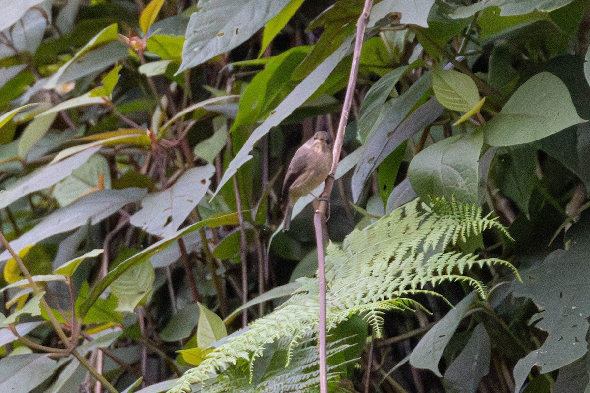 African Dusky Flycatcher - ML638951282