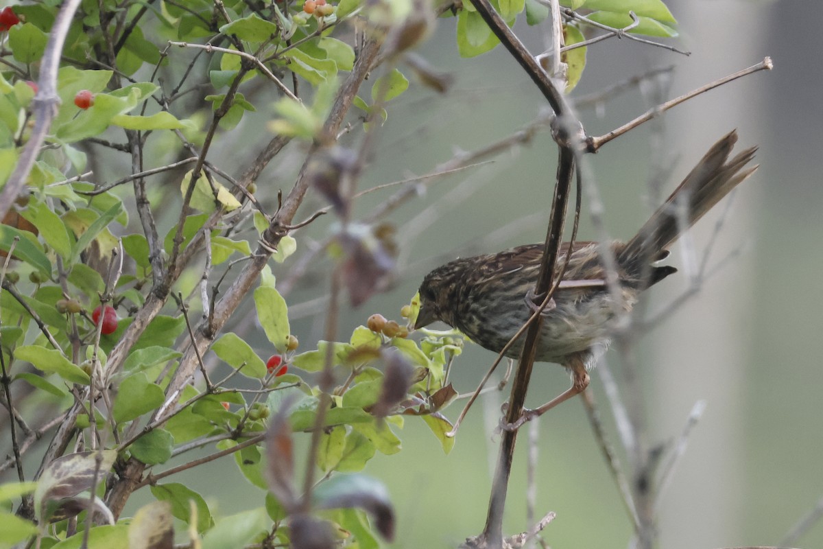 Song Sparrow - ML638951303