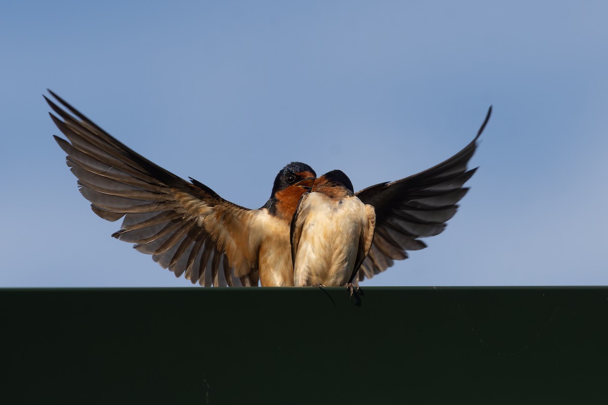 Golondrina Común - ML638951306