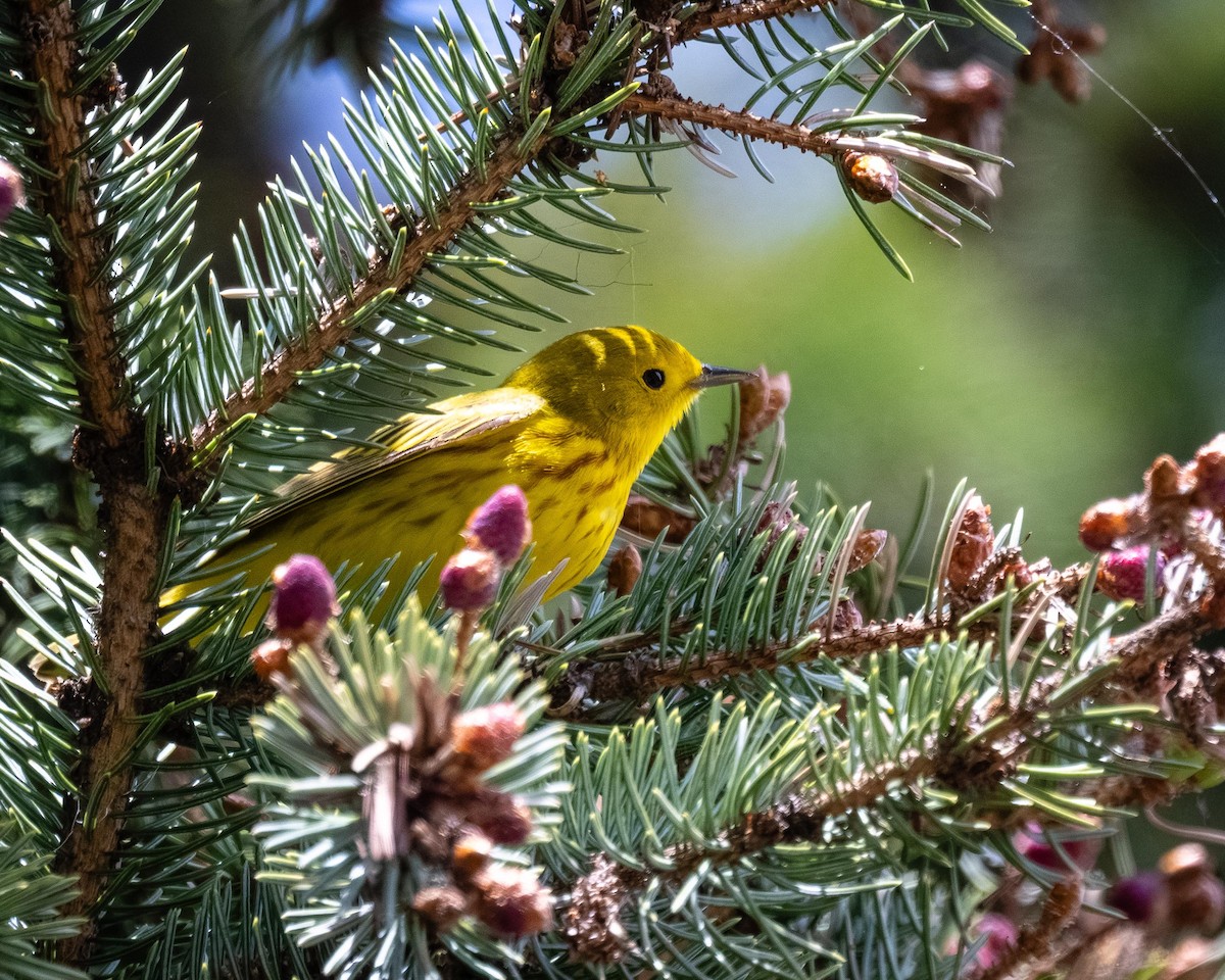 Yellow Warbler - ML638951329