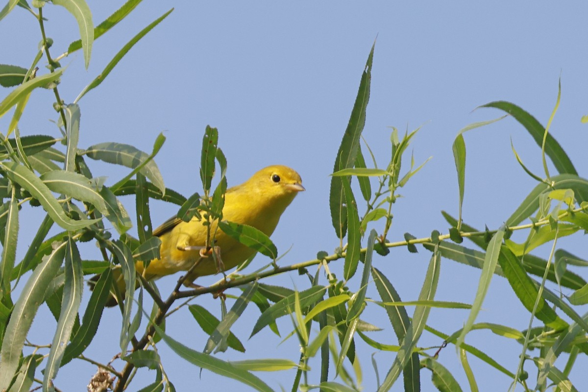 Yellow Warbler (Northern) - ML638951336