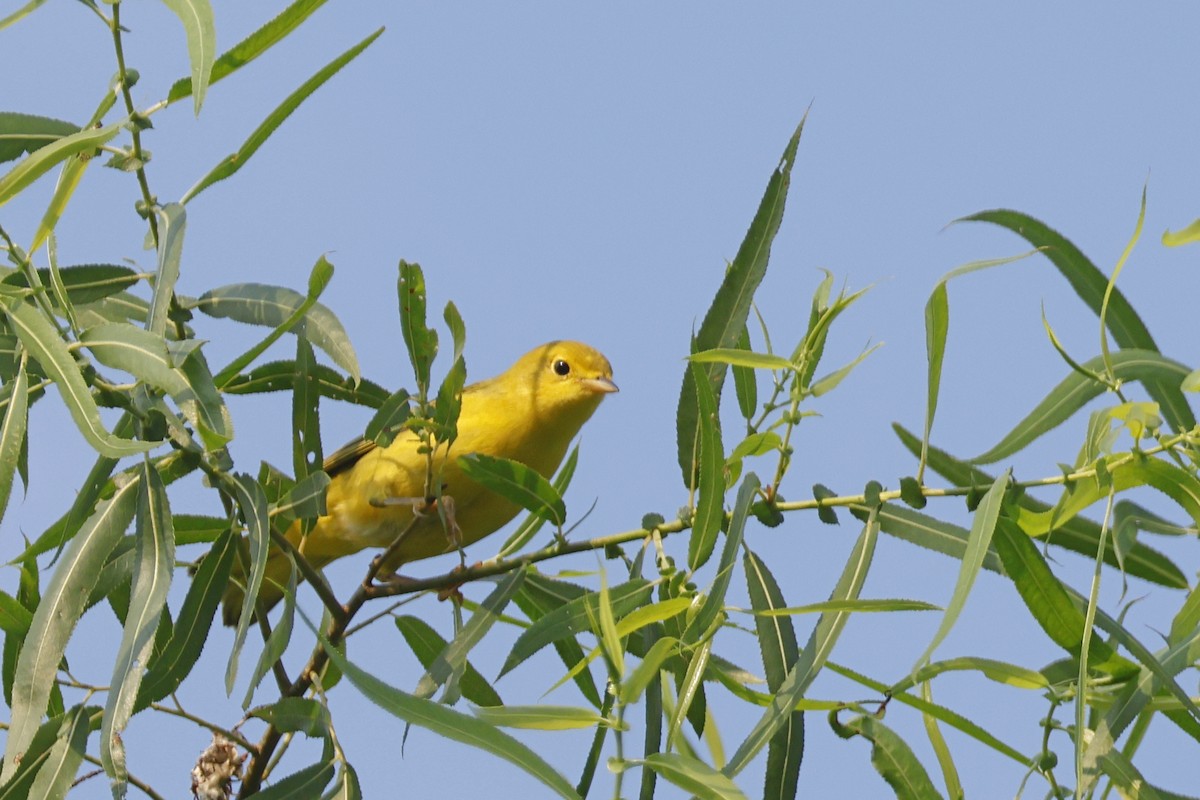 Yellow Warbler (Northern) - ML638951337