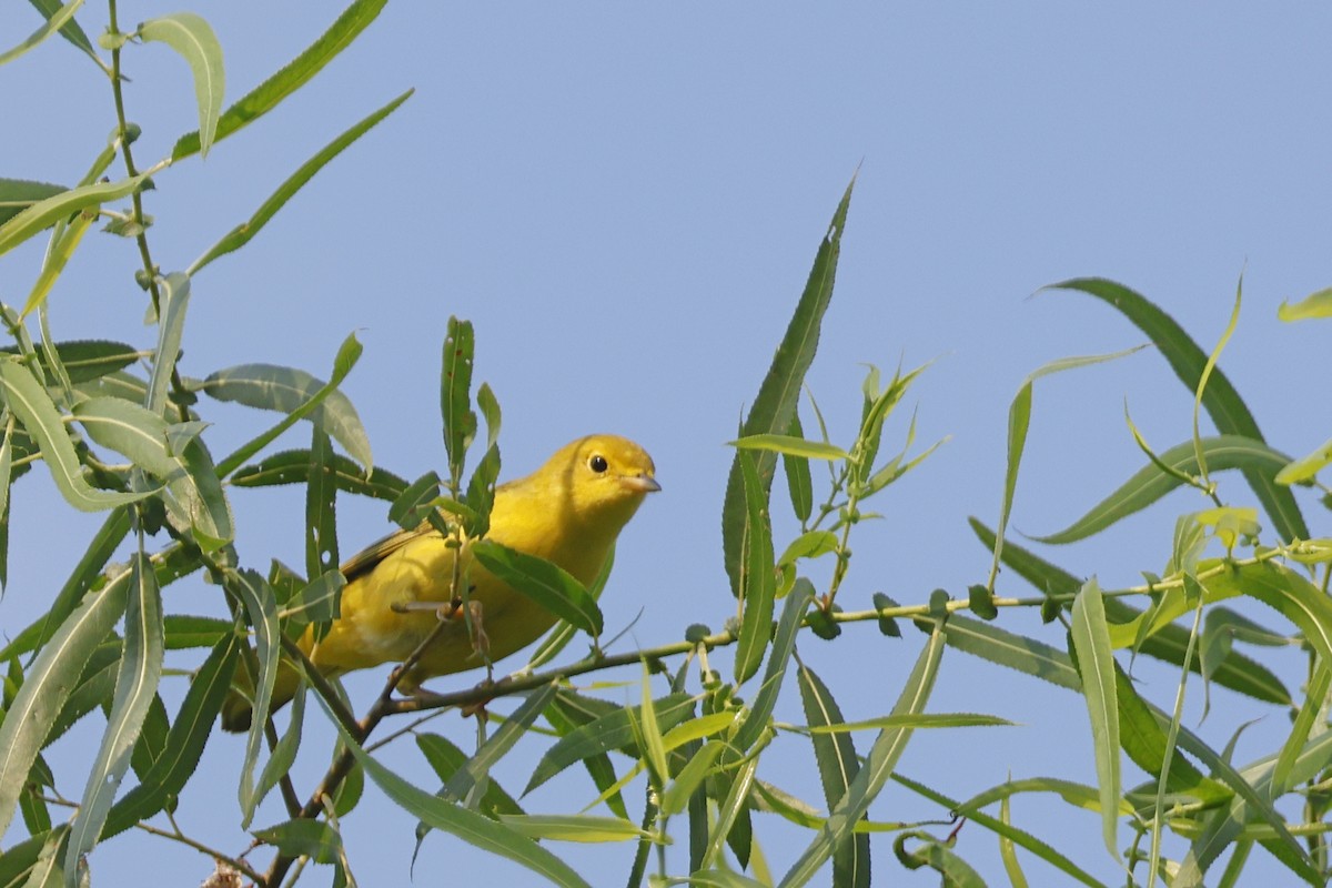 Yellow Warbler (Northern) - ML638951338