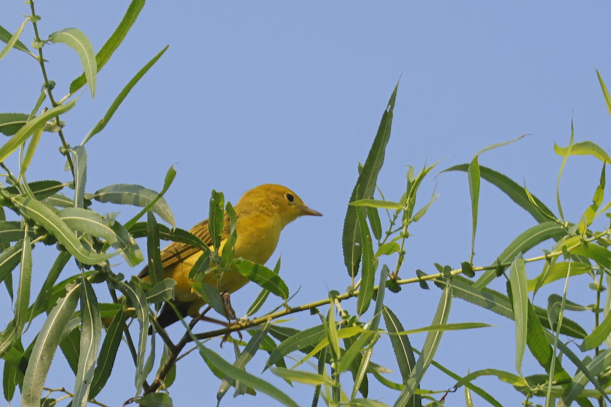 Yellow Warbler (Northern) - ML638951339