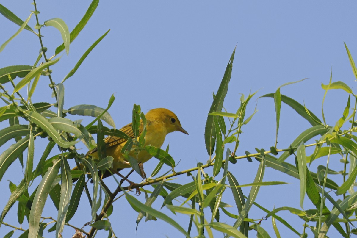 Yellow Warbler (Northern) - ML638951340