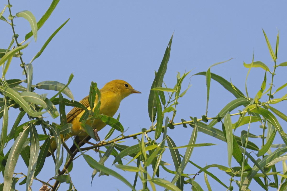 Yellow Warbler (Northern) - ML638951341