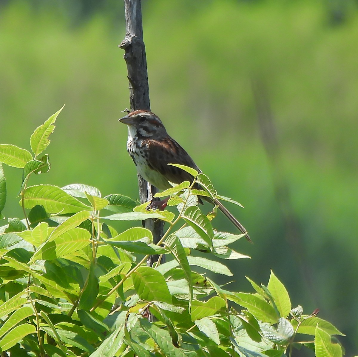 Song Sparrow - ML638951373