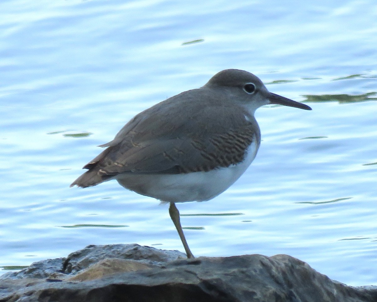 Solitary Sandpiper - ML638951381
