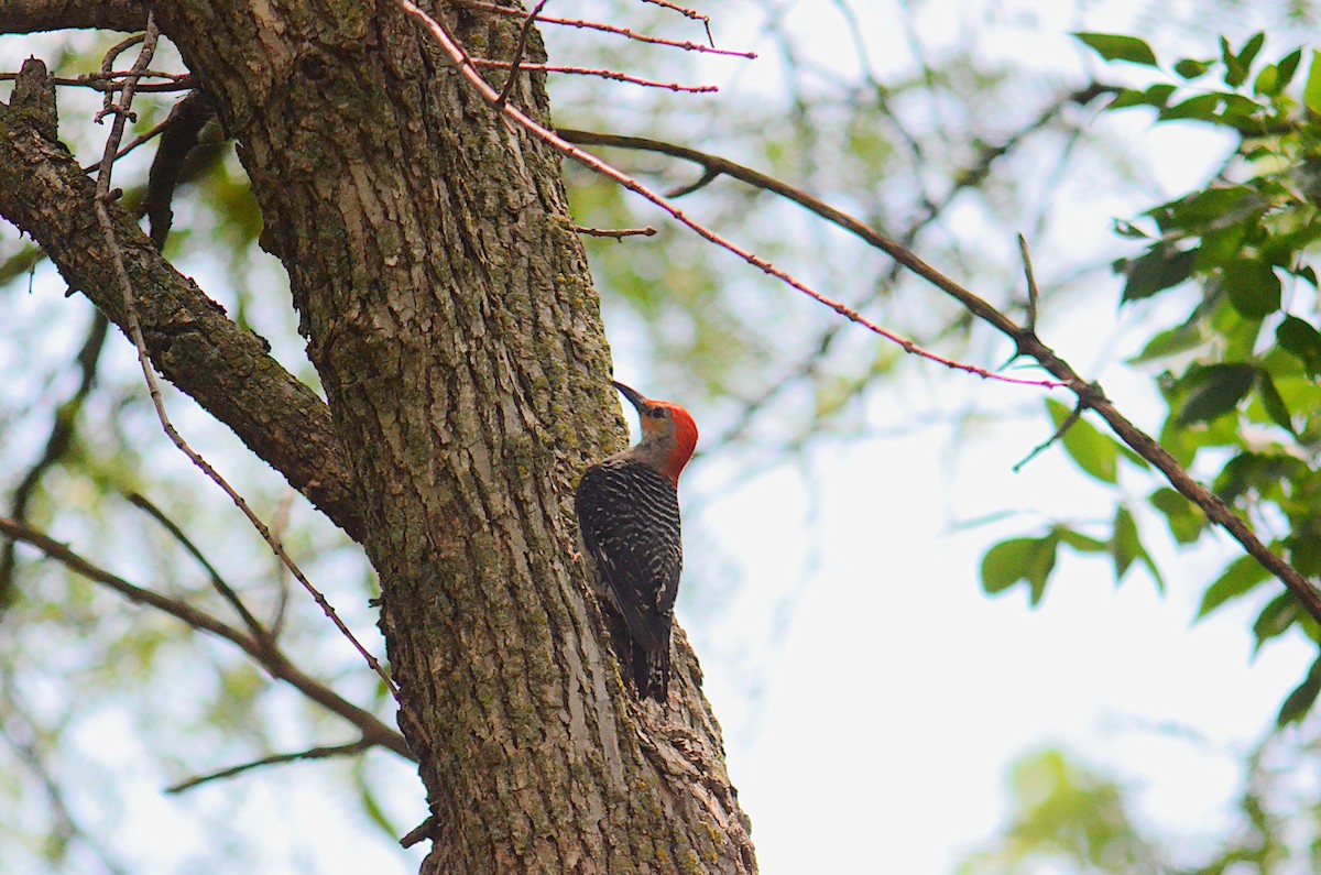 Red-bellied Woodpecker - ML638951386