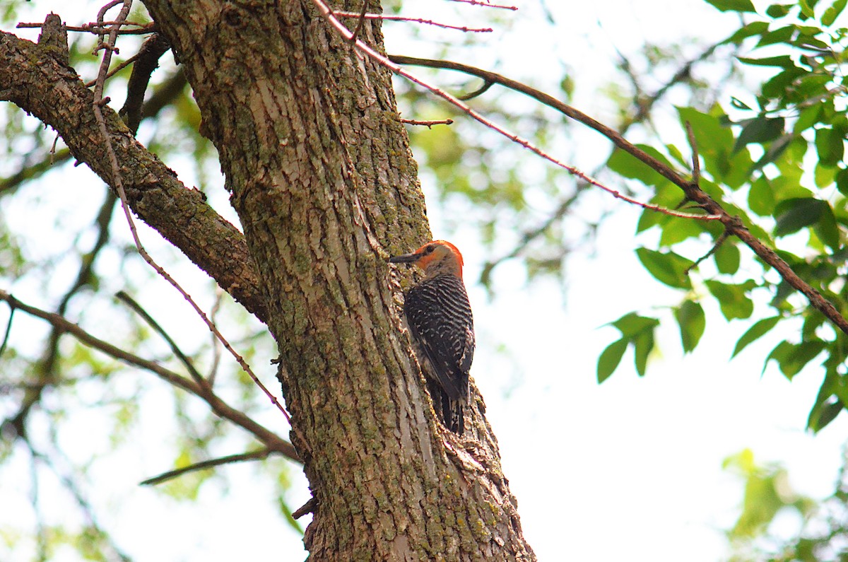 Red-bellied Woodpecker - ML638951387