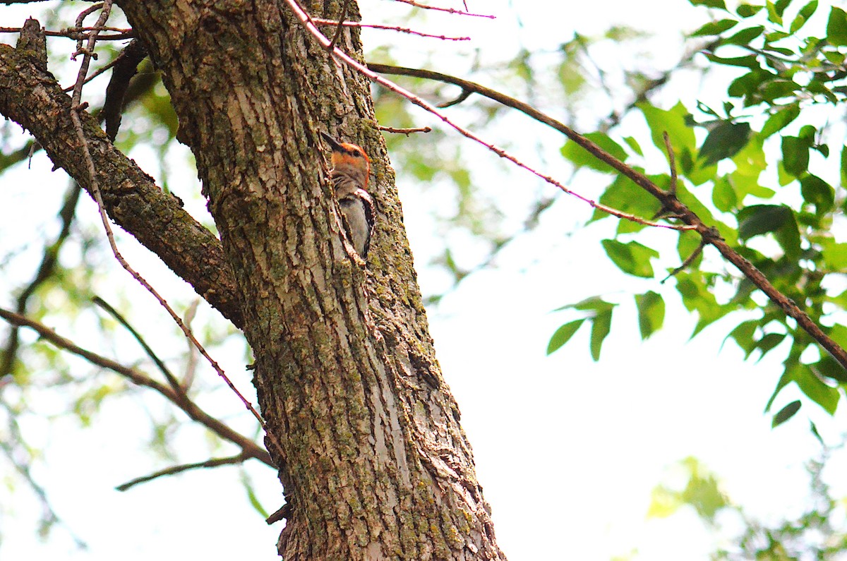 Red-bellied Woodpecker - ML638951388
