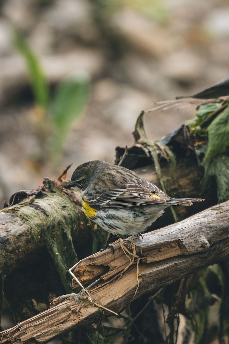 Yellow-rumped Warbler - ML638951406