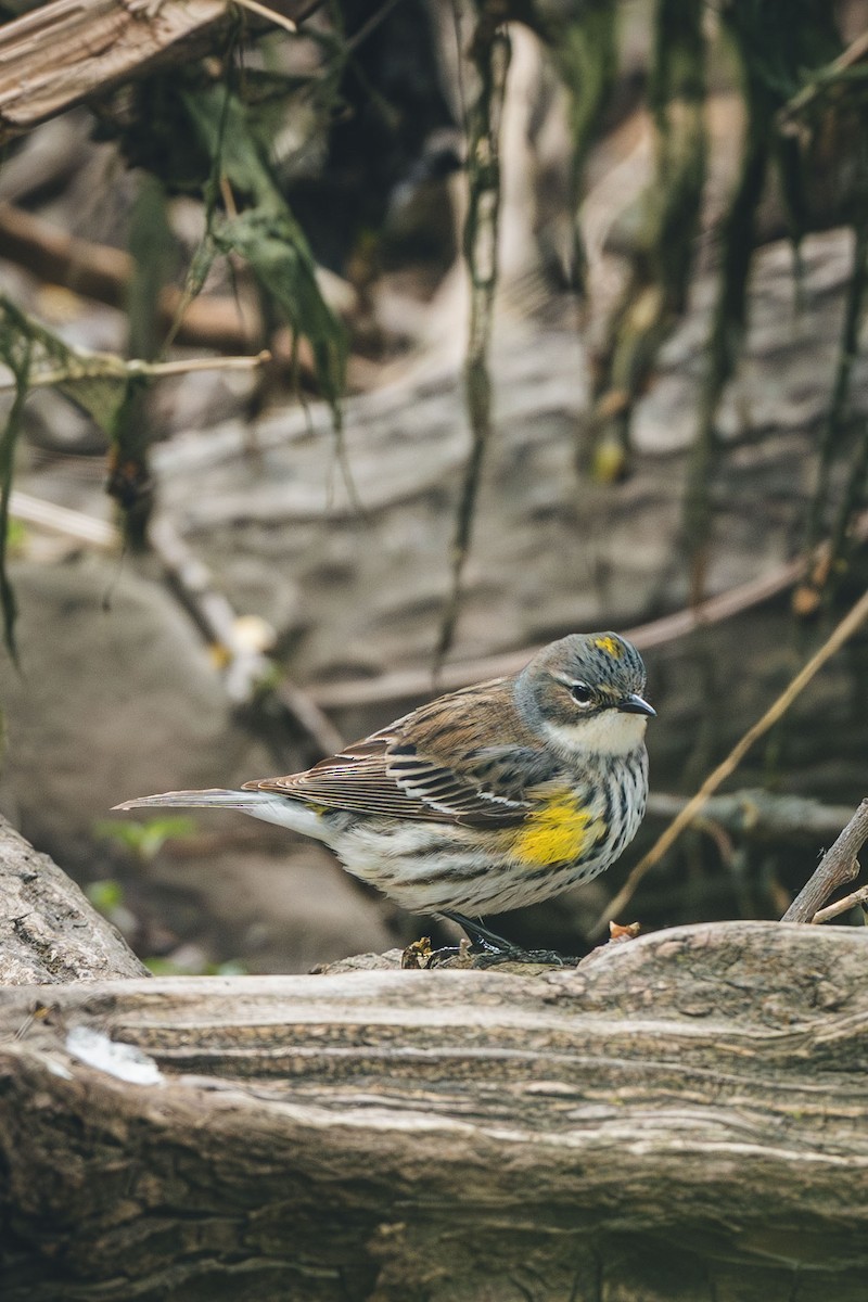 Yellow-rumped Warbler - ML638951407