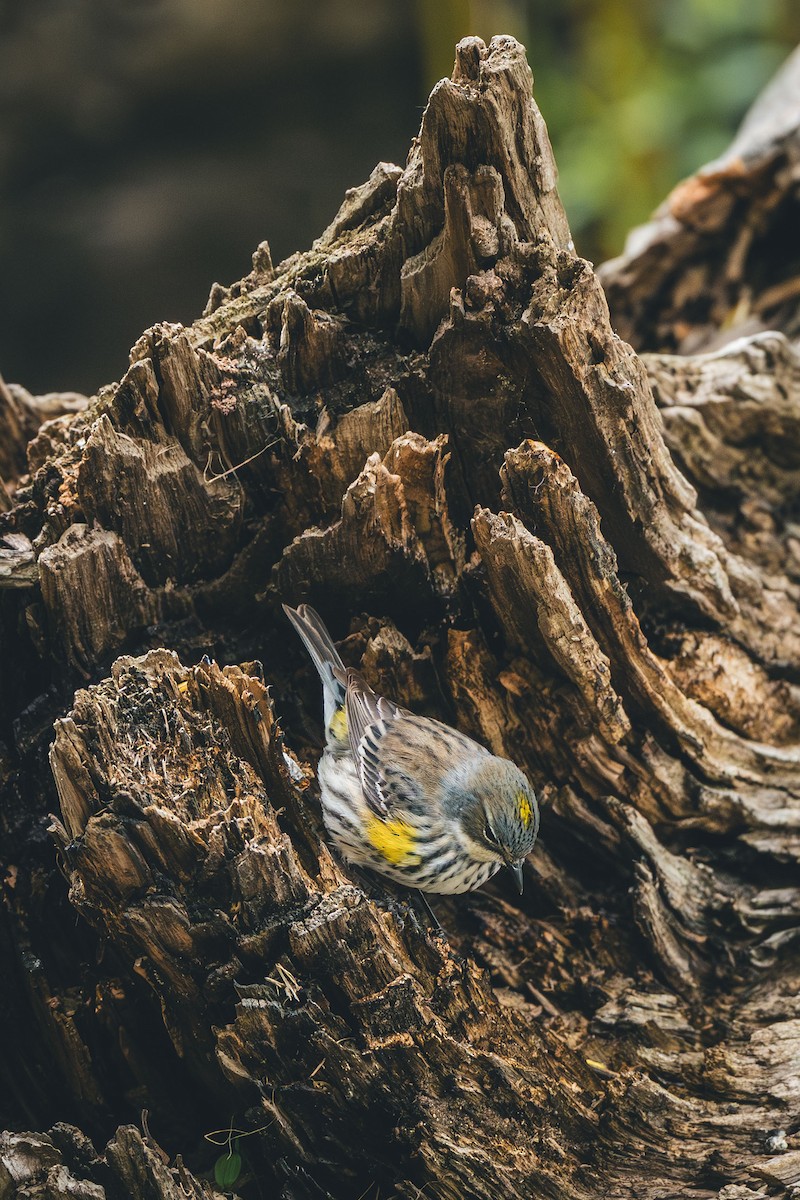 Yellow-rumped Warbler - ML638951408