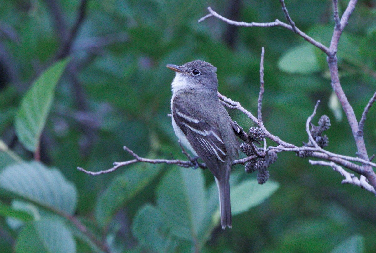 Alder Flycatcher - ML638951419